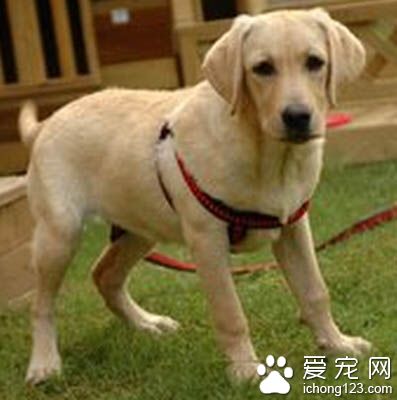 拉布拉多犬怎么养 修正它贪吃的毛病