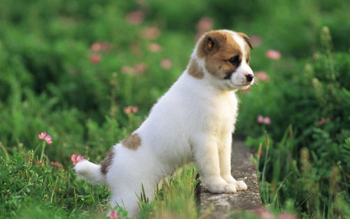 狗狗拉肚子吃什么药 分析清楚导致的原因