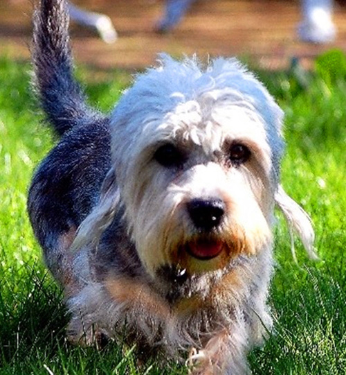 矮脚狄文梗的日常护理   腹泻呕吐不能小瞧