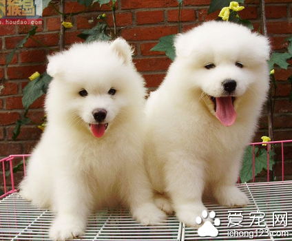 狗狗训练手势 不能乱发口令