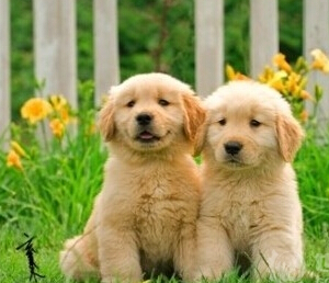 怎么领养狗狗 需要给狗狗上户口