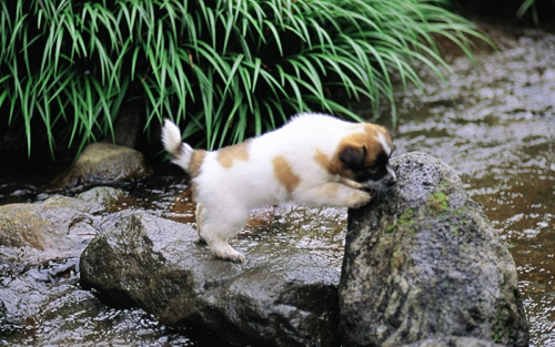 狗狗训练站立   需要诱导及口令的指引