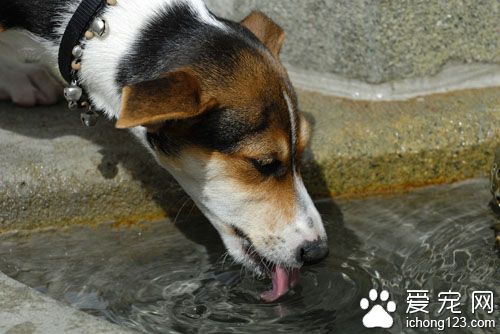 狗狗生产完吃什么 最好吃些易消化的食物