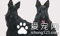 苏格兰梗好养吗  有“顽固分子”的称号