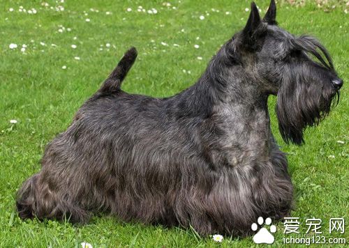 苏格兰梗幼犬喂养  最好是母狗进行哺乳