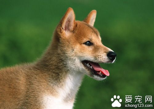 狗狗肠胃不好吃什么好  清楚病因再对症下药