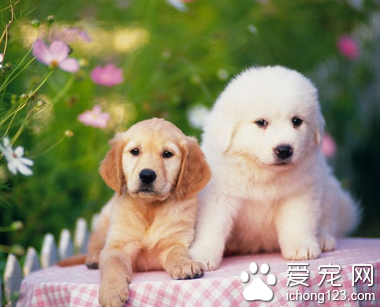  适合家养的中小型犬 根据自己的喜好选择