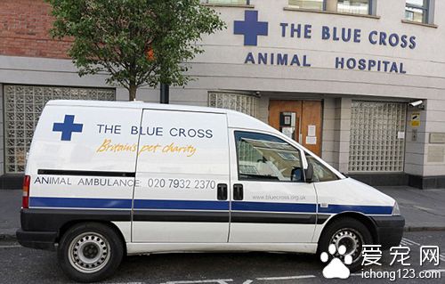 德国牧羊犬误喝圣诞酒 醉到不能走路送救护车