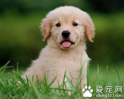 狗狗训练要多少钱 训练的项目来决定狗狗训练的价钱