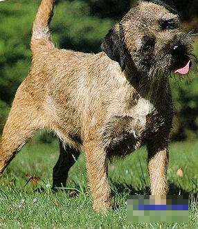 边境梗的形态特征 外形如水獭一般