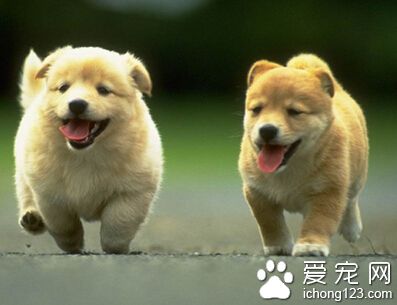 怎么训练狗狗随行 训练需要经常性的进行