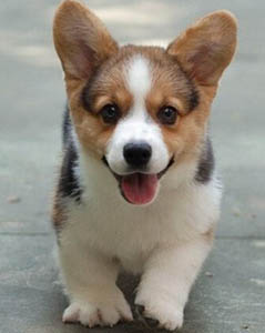 如何训练狗狗巡回 训练时间不宜拖久