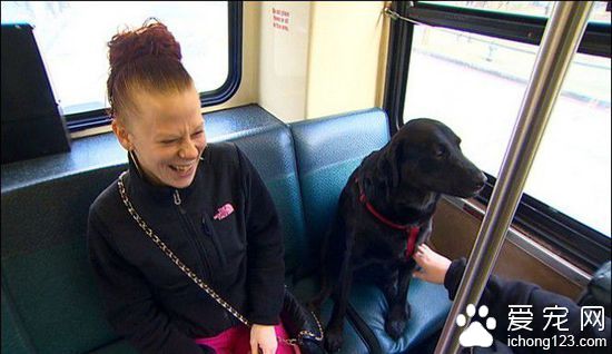 美国“逆天”拉布拉多犬独自乘公交去公园玩耍