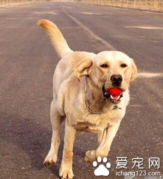 纯种拉布拉多犬价格 根据很多不同因素决定
