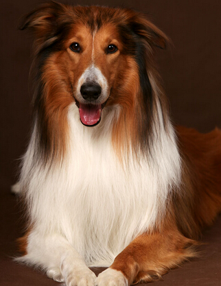 狗狗身上有跳蚤会得病吗   注意搞好狗狗身体卫生