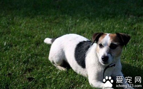 狗狗吃什么容易长胖 过度肥胖不是件好事