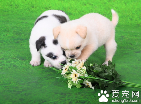 适合家养的大型犬 大型犬更显霸气拉风