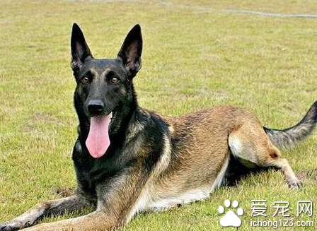  比利时坦比连犬的形态特征 步态活泼而优美