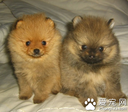 狗狗的基本训练 培养犬的服从性听从主人的指挥