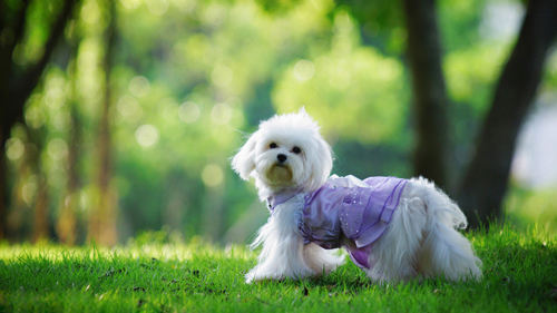 在哪里可以领养狗   领养狗狗需正规