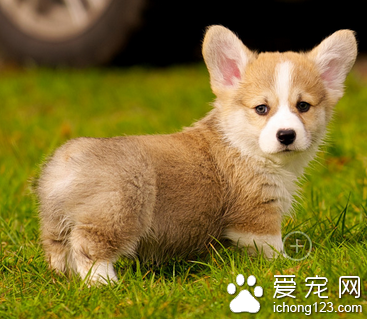 适合家养的宠物狗 选择适合自己的