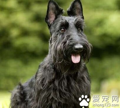 苏格兰梗是雪纳瑞吗 两者都有共同的特征