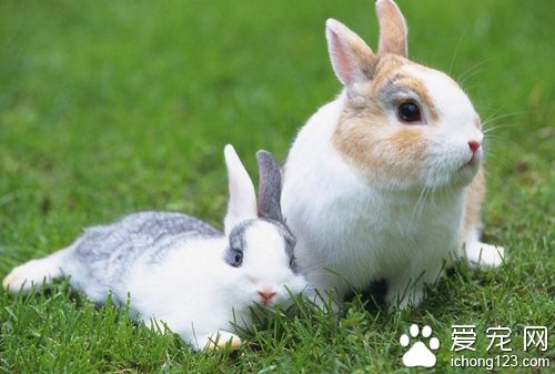 怎样训练兔子 不能忽略不能匆忙