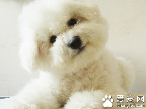 适合家养的小型犬 吉娃娃有长毛和短毛两个品种