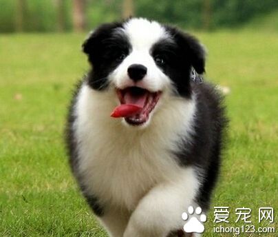 狗狗便便训练 学会定点大小便是需要过程的