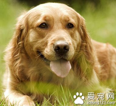 训练狗狗谢谢 适当奖励更能激发积极性