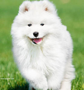 狗狗多大开始训练大小便 理性训导