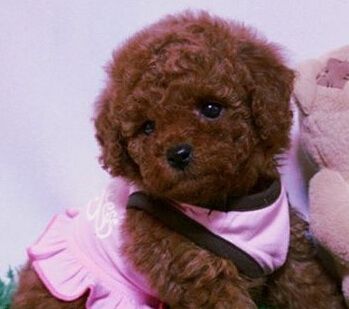   什么狗狗适合家养 泰迪犬深得女孩的喜爱