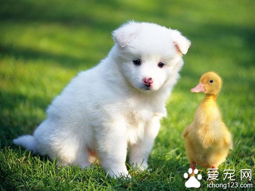 怎么样训练狗狗  需要家长们的坚持和耐心