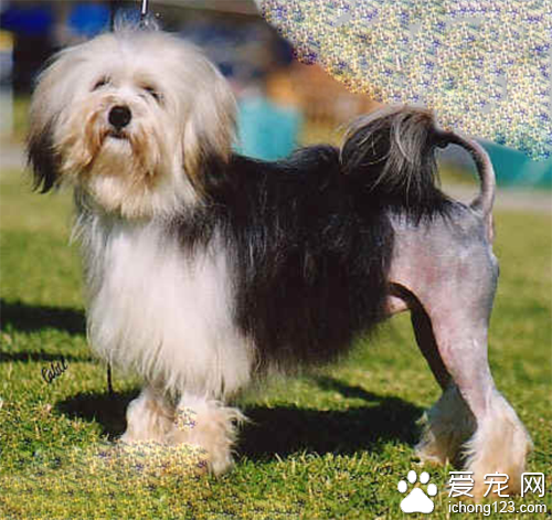 罗秦犬的养护常识  爪子的护理不可忽视