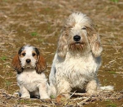 贝吉格里芬凡丁犬的养护常识   幼犬养护尤其重要