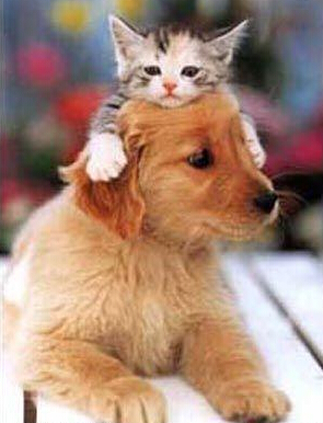 狗狗呕吐吃什么药 紧急处理小技巧