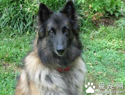  比利时坦比连犬的喂食要点  步入老年的它更需要照顾