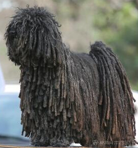 波利犬的养护常识 妊娠初期需要特别照顾