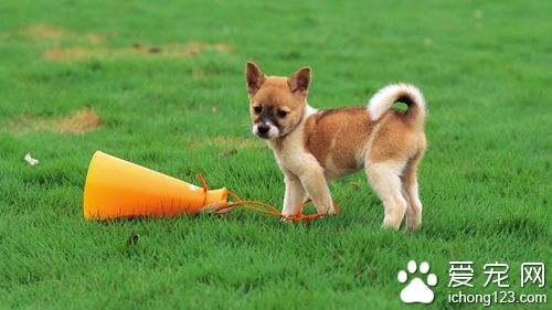狗狗吃什么打虫药好  分清用量和种类