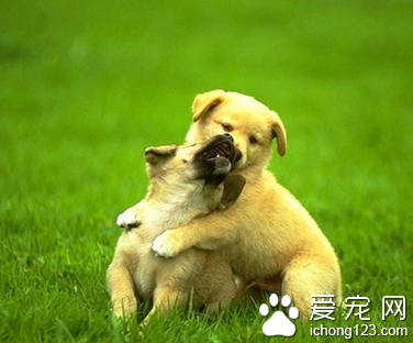 训练狗狗站立 让狗站立自己学会保持平衡