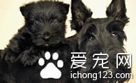  苏格兰梗怎么样 苏格兰梗外貌出众