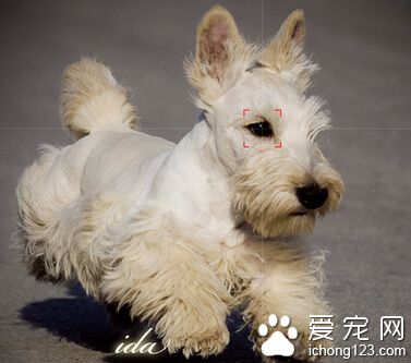  苏格兰梗怎么样 苏格兰梗外貌出众