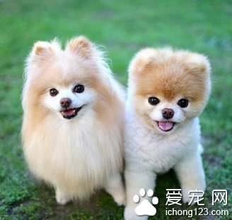 适合家养的小狗 狗的选择因人而异