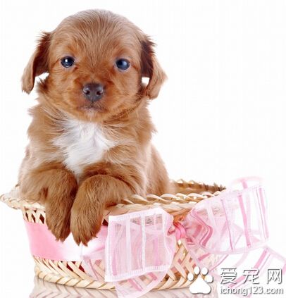 适合家养的狗 根据家庭条件选择适合的狗狗