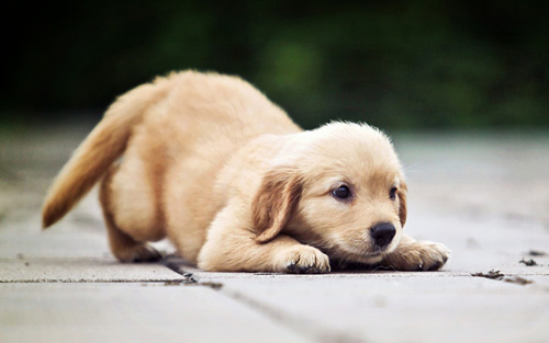 4个月狗每天吃多少 喂些牛奶和碎肉