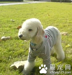 贝灵顿梗的喂食要点 幼犬身体发育比较快