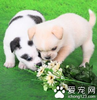 训练狗狗技巧 适当的强迫训练也是有必要的