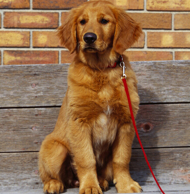  适合家养的大狗 根据自己的喜好选择