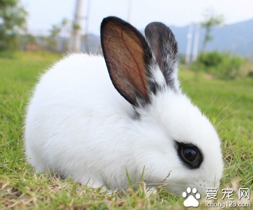 怎么训练兔子大小便 训练前做好准备工作