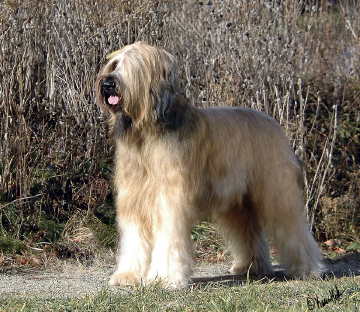 伯瑞犬怎么选 健康外最好用过疫苗